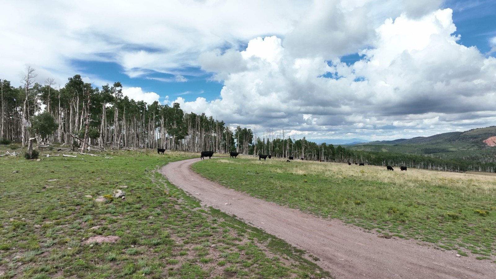 Dixie National Forest
